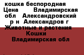 кошка беспородная :( › Цена ­ 0 - Владимирская обл., Александровский р-н, Александров г. Животные и растения » Кошки   . Владимирская обл.